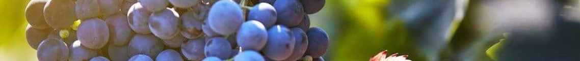SYRAH